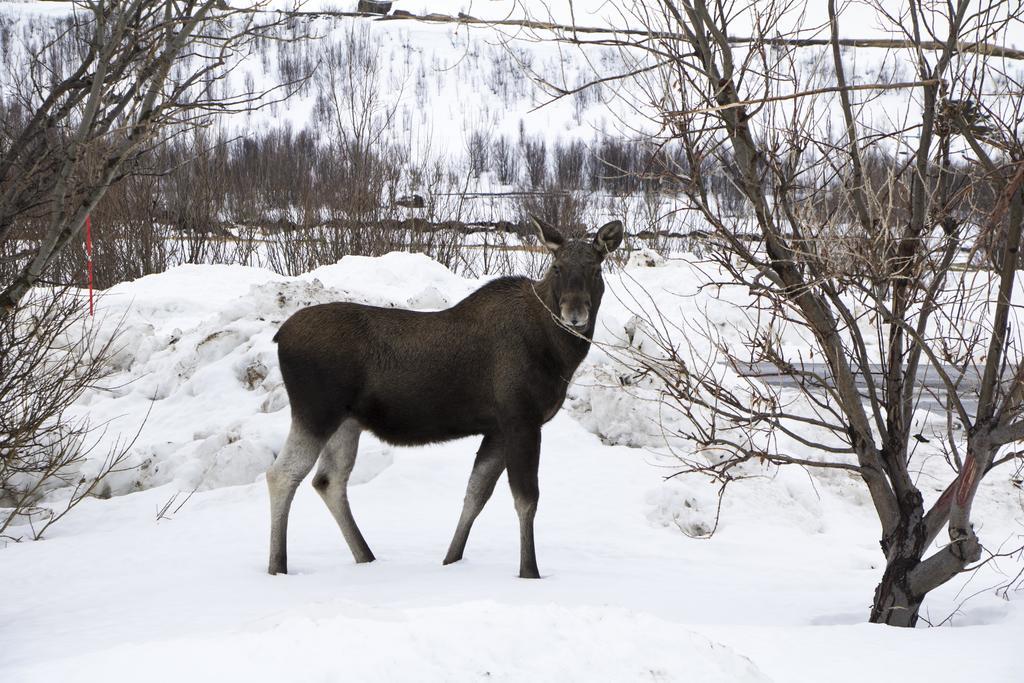 Willa Lyngen North Rotsund Zewnętrze zdjęcie